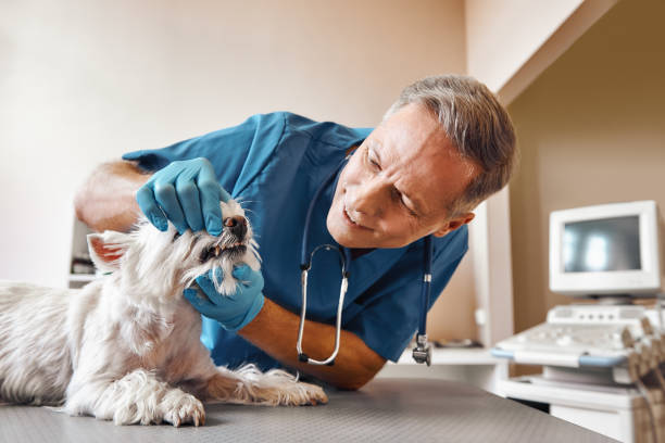 Best Emergency X-Rays and Diagnostics in Palmer Lake, CO